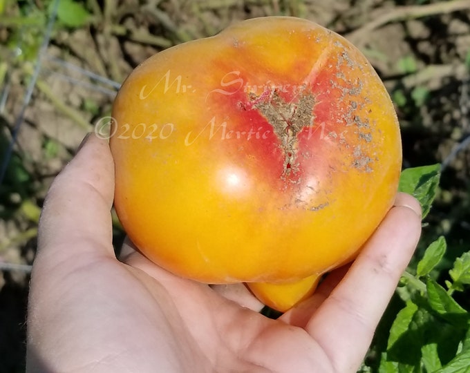 Mr. Stripey Tomato Seeds -- Organically Grown, non-GMO, Heirloom, Made in Wisconsin - USA
