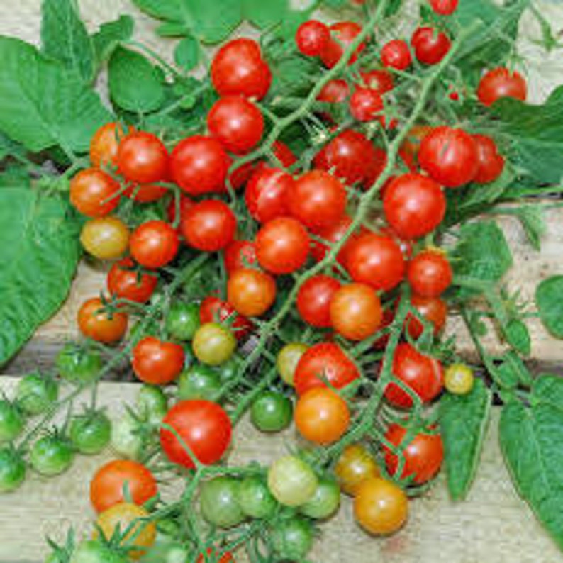 Red Currant Tomato Seed, non-GMO, Grown in the USA, Heirloom, Open-Pollinated image 2