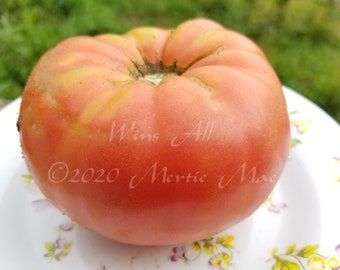 Wins All Tomato Seeds -- Organically Grown, non-GMO, Heirloom, Made in Wisconsin - USA