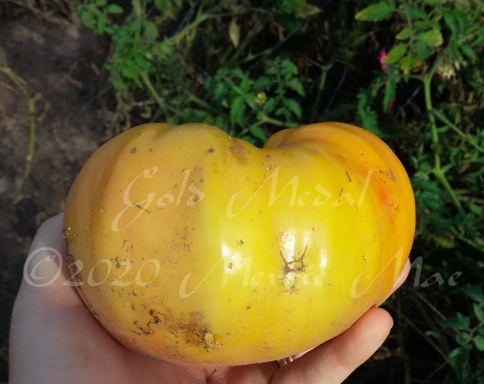 Gold Medal Tomato Seeds -- Organically Grown, non-GMO, Heirloom, Made in Wisconsin - USA