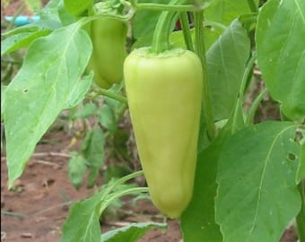 Hungarian Sweet Wax Pepper Seed