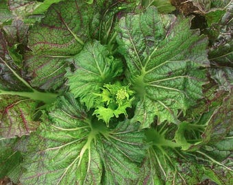 Dragon Tongue Mustard Greens Seed