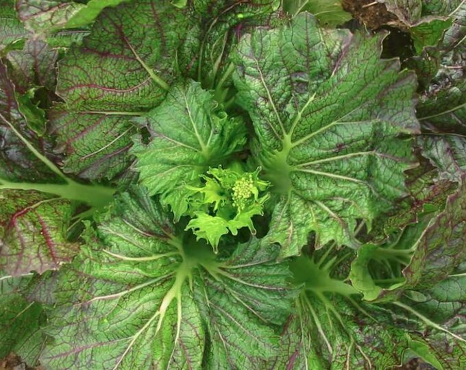 Dragon Tongue Mustard Greens Seed