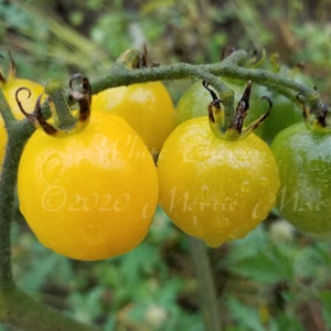 White Cherry Tomato Seeds -- Organically Grown, non-GMO, Heirloom, Made in Wisconsin - USA