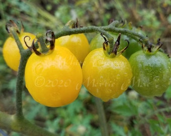 White Cherry Tomato Seeds -- Organically Grown, non-GMO, Heirloom, Made in Wisconsin - USA
