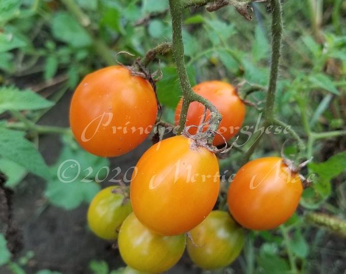 Principe Borghese Tomato Seeds -- Organically Grown, non-GMO, Heirloom, Made in Wisconsin - USA