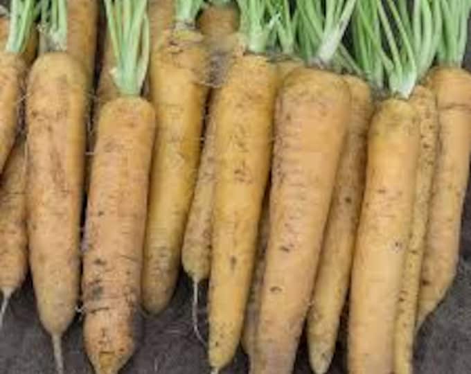 Yellowstone Carrot Seed