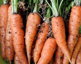 Danvers #126 Half Long Carrot Seed
