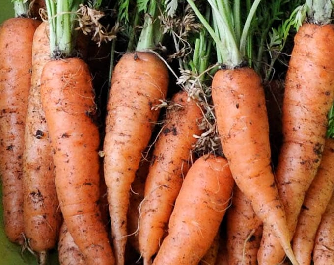 Danvers #126 Half Long Carrot Seed