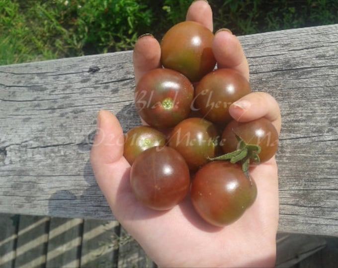 Black Cherry Tomato Seed