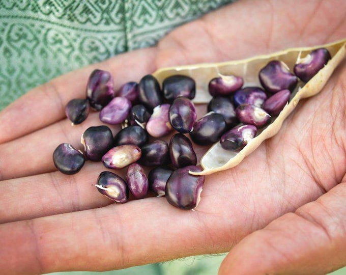 Succotash Pole Bean Seed