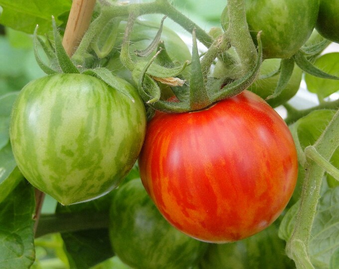 Skyreacher Tomato Seeds -- Organically Grown, non-GMO, Heirloom, Made in Wisconsin - USA