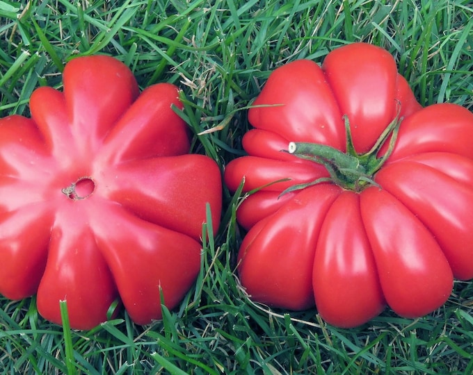Mushroom Basket Tomato Seed