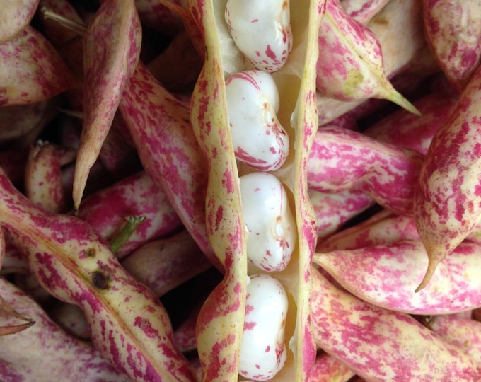 Vermont Cranberry Bean, Bush Dry Bean Seed, Grown in Wisconsin, Organic, non-GMO, Biodynamic