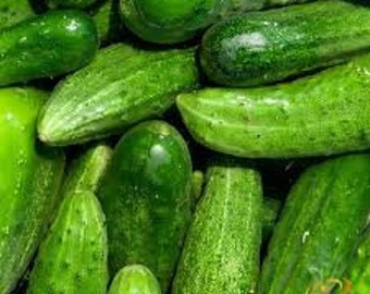 National Pickling Cucumber Seeds -- Organically Grown, non-GMO, Heirloom, Made in Wisconsin - USA