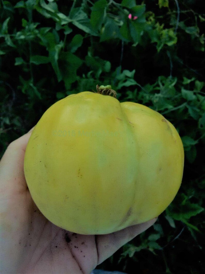 Basinga Tomato Seeds -- Organically Grown, Non-gmo, Heirloom, Made in ...