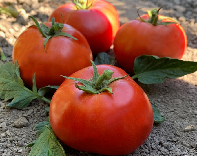 Peter's Pride Tomato Seeds -- Organically Grown, non-GMO, Heirloom, Made in Wisconsin - USA