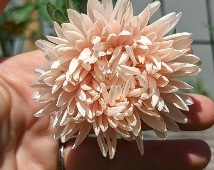 Salmon Janina Aster Seed, non-GMO, Grown in the USA, Heirloom, Open-Pollinated