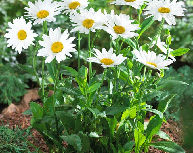 Alaska Shasta Daisy Seeds