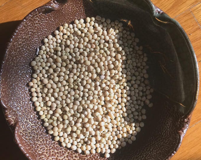Texas Cream Cowpea (Southern Pea) Seed