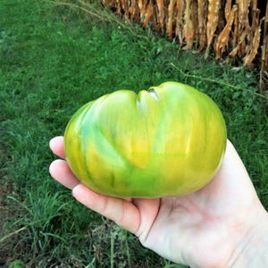 Aunt Ruby's German Green Tomato Seeds Organically Grown, non-GMO, Heirloom, Made in Wisconsin USA image 3
