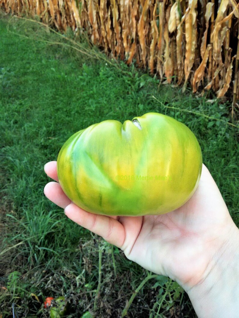 Aunt Ruby's German Green Tomato Seeds Organically Grown, non-GMO, Heirloom, Made in Wisconsin USA image 3
