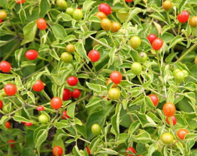 Chiltepin Hot Pepper Seed