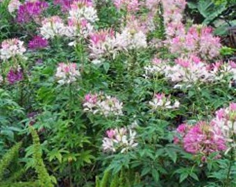 Spider Flower Blend Cleome Seeds
