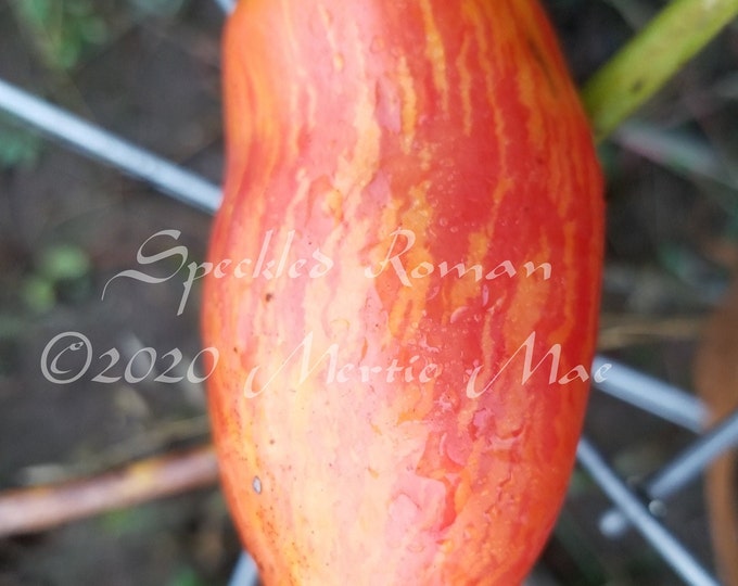 Speckled Roman Tomato Seed -- Organically Grown, non-GMO, Heirloom, Made in Wisconsin - USA