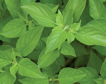 Lime Basil Seeds