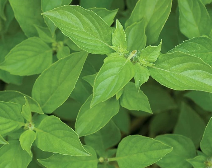 Lime Basil Seeds
