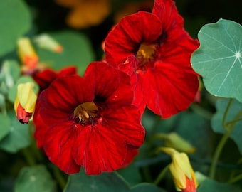 Empress of India Nasturtium Flower Seed
