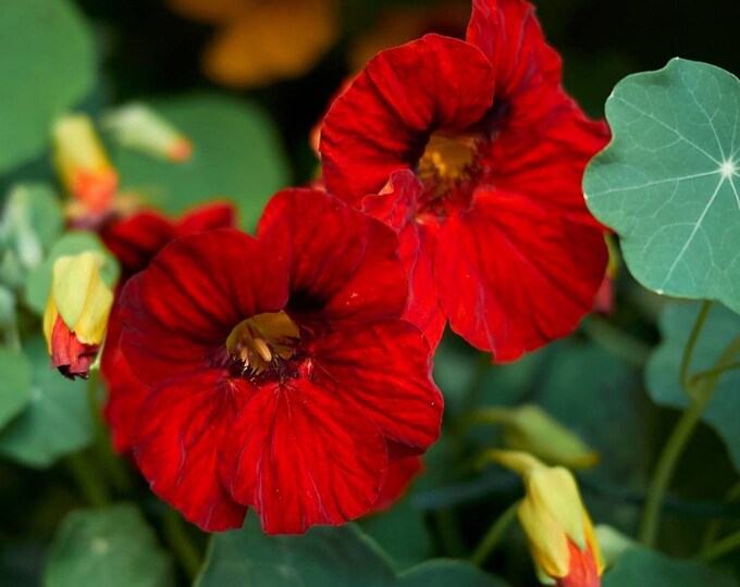 Empress of India Nasturtium Flower Seed