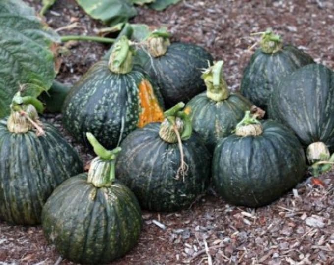 Anna Swartz Hubbard Winter Squash Seed