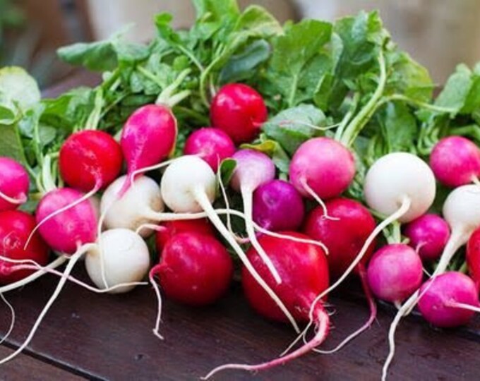 Radish Blend Seeds