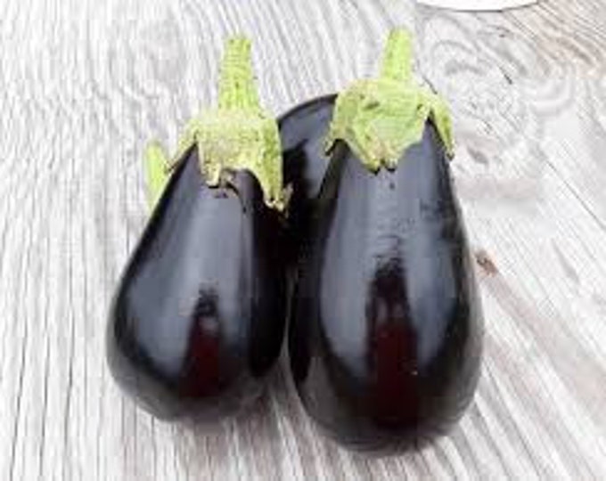 Black Beauty Eggplant Seeds
