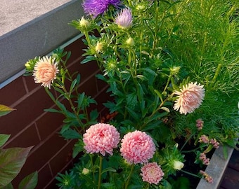 Tower Blend Aster Seeds, non-GMO, Grown in the USA, Heirloom, Open-Pollinated