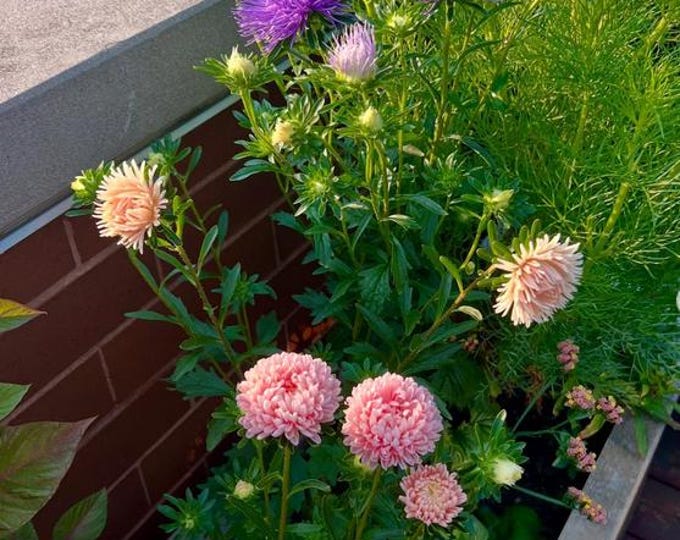 Tower Blend Aster Seeds, non-GMO, Grown in the USA, Heirloom, Open-Pollinated