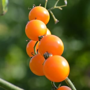 Yellow Cherry Tomato Seeds -- Organically Grown, non-GMO, Heirloom, Made in Wisconsin - USA