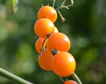 Yellow Cherry Tomato Seeds -- Organically Grown, non-GMO, Heirloom, Made in Wisconsin - USA