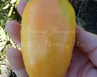 Orange Banana Tomato Seeds -- Organically Grown, non-GMO, Heirloom, Made in Wisconsin - USA