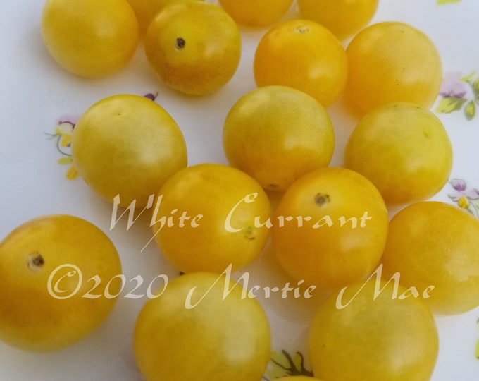White Currant Tomato Seeds -- Organically Grown, non-GMO, Heirloom, Made in Wisconsin - USA