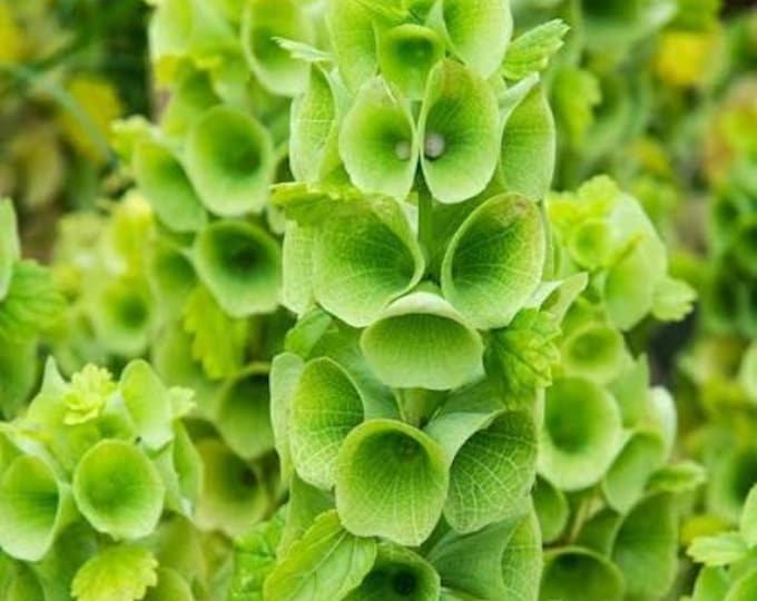Bells of Ireland Seeds -- Organically Grown, non-GMO, Heirloom, Made in Wisconsin - USA