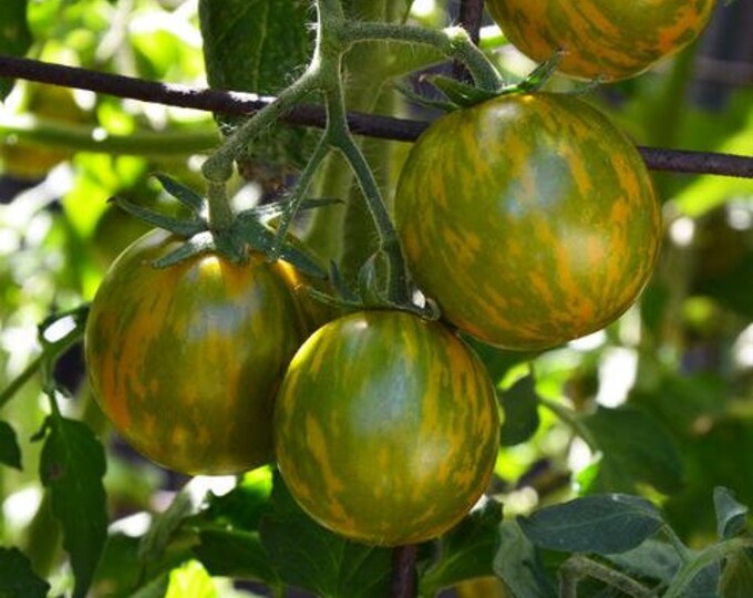 Emerald Green Cherry Tomato Seed