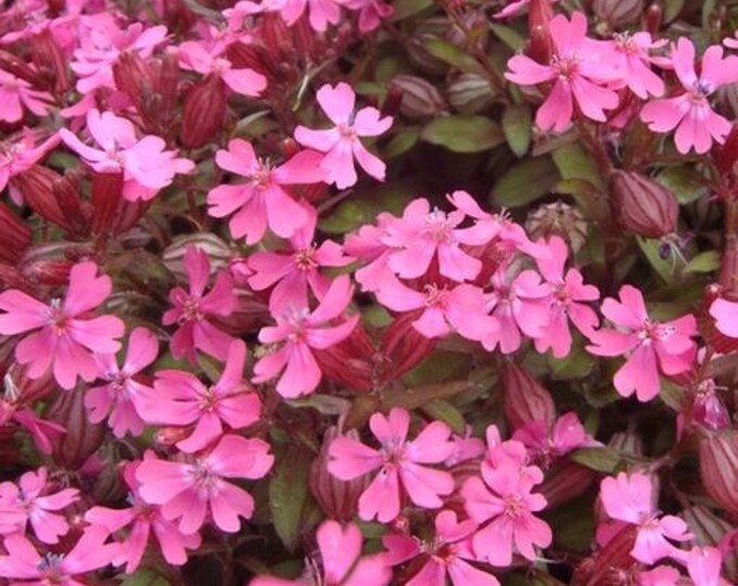 Nodding Catchfly Silene Seeds, Silene pendula, Wildflower Seeds, Frown in Wisconsin, organic, sustainable, non-GMO