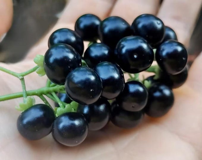 Garden Huckleberry Seed