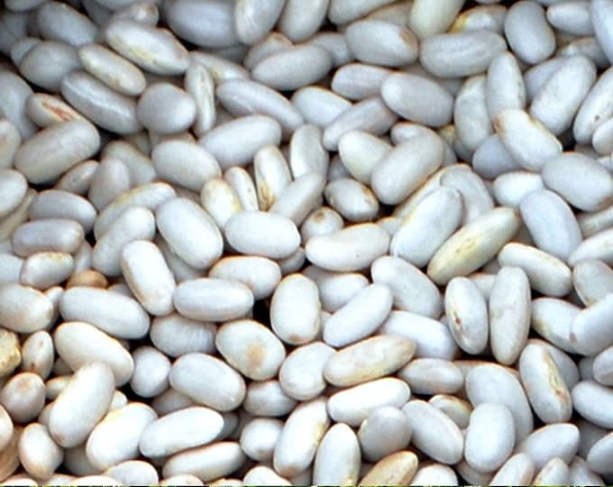 Cannellini Lingot Dry Bush Bean Seed