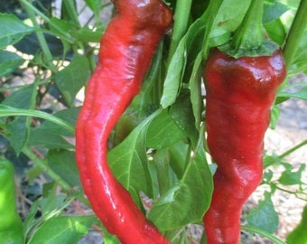 Maule's Red Hot Pepper Seed