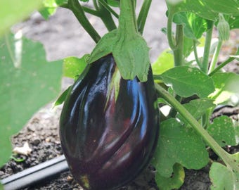 Black Beauty Eggplant Seeds