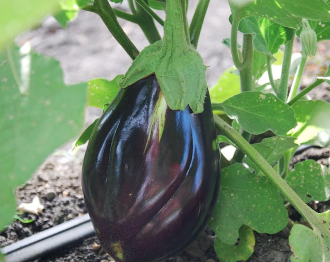 Black Beauty Eggplant Seeds